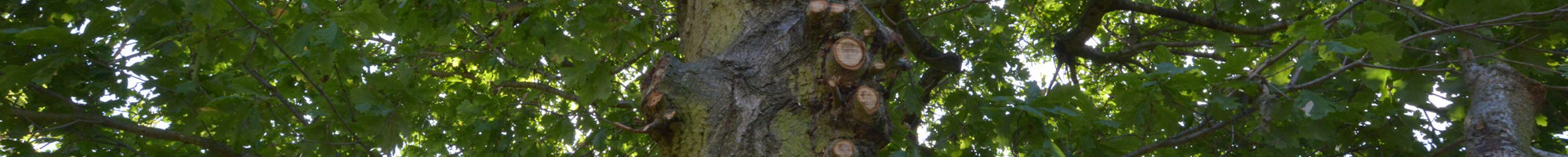 slider-tree-surgery