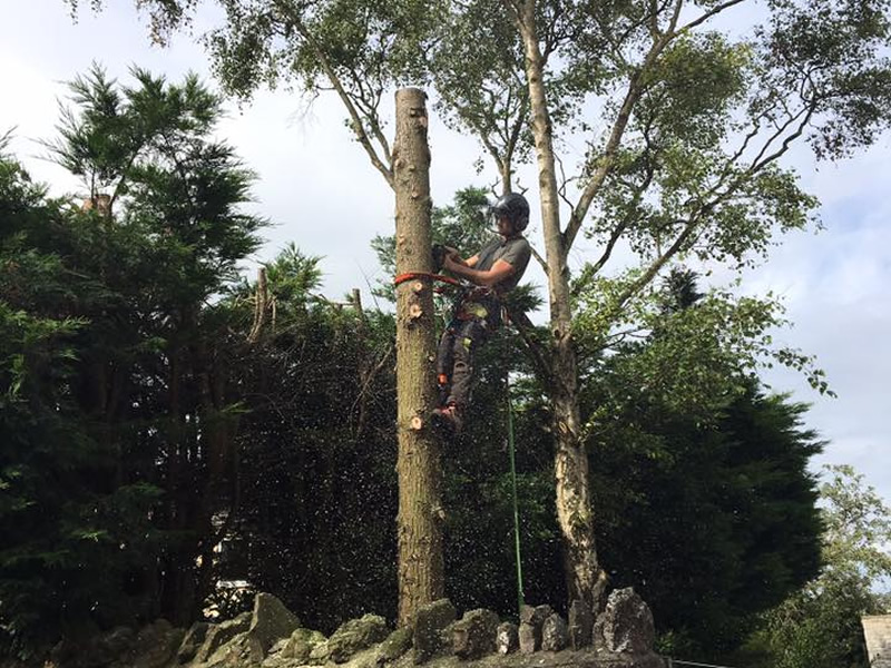 tree-surgery